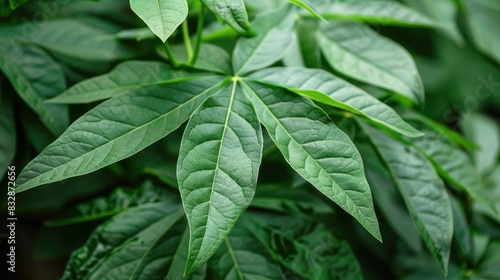 Fresh cassava leaves also known as Manihot esculenta in Latin
