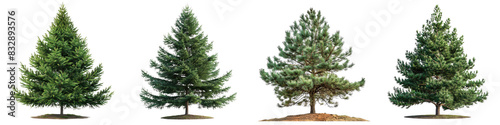 Plant tree pine fir Hyperrealistic Highly Detailed Isolated On Transparent Background Png File