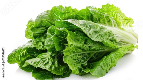 Fresh Romaine Lettuce on a White Background