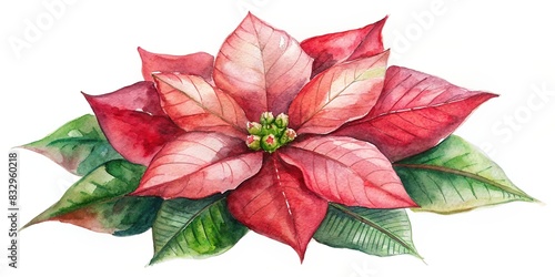Watercolor Christmas poinsettia flower isolated clipart