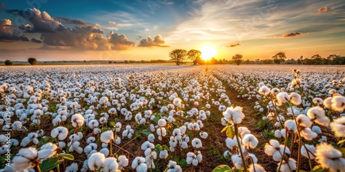 A serene cotton field in the countryside, showcasing hard work and nature's bounty