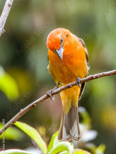 Flame-coloured Tanager - Piranga bidentata in Costa Rica