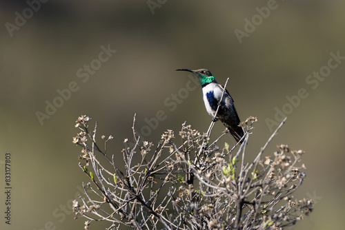 Picaflor cordillerano (Oreotrochilus leucopleurus)