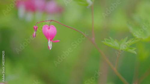 Beautiful blooming dicentra formosa in the park. Pacific bleeding heart or dicentra formosa. Slow motion.