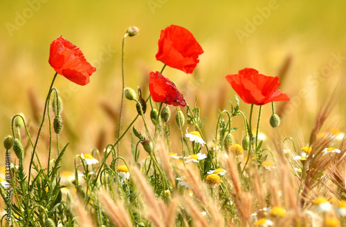 amapolas en primavera