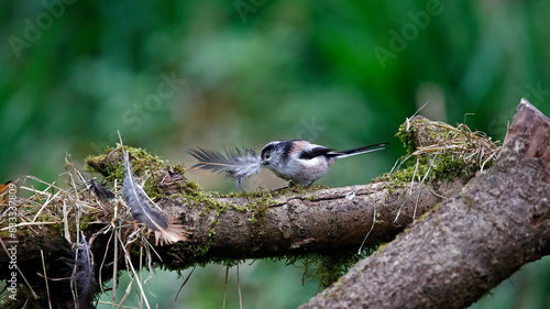 Long tailed tits collecting feathers for their nest