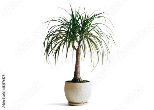 Ponytail Palm Plant in Pot on Transparent Background