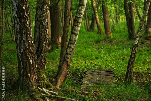 Stary drewniany mostek zapomniany w gęstym lesie