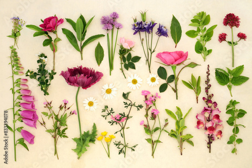 Large collection of summer flowers and herbs used in alternative natural herbal medicine. English European flora and fauna on hemp paper background.