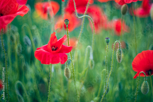 Czerwone maki w słoneczny dzień rosnące między trawami. Letnie charakterystyczne kwiaty. 