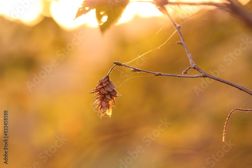albero di carpino con achenio in inverno al tramonto
