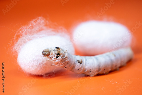 The silkworm first starts to spin a hammock of silk to support the cocoon. The hammock is a loose, irregular protective network of silk in which the cocoon will be suspended.