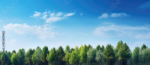 Summer landscape with trees and sky. Creative banner. Copyspace image