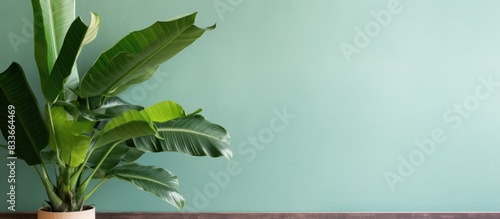 a beatiful japanese banana tree and his leafs. Creative banner. Copyspace image