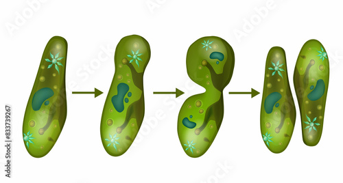 Microbe paramecium cell division. Reproduction in Paramecium.