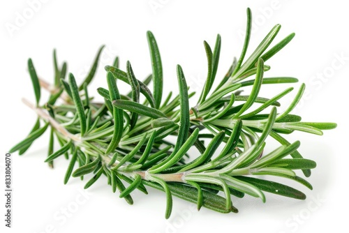 Fresh rosemary with needle-like leaves isolated on white background