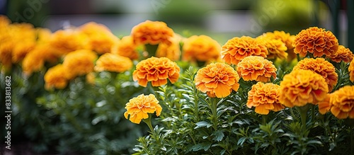 Marigolds bloom beautifully in a garden flower bed, creating an attractive setting with copy space image.
