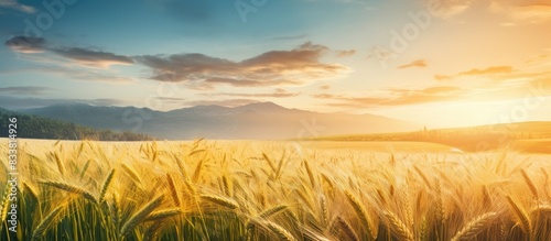 Stunning summer landscape with a picturesque wheat field in the morning light, exemplifying the beauty of nature as a concept background with ample copy space image.