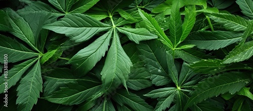 A detailed view of healthy green cassava leaves with ample copy space image.