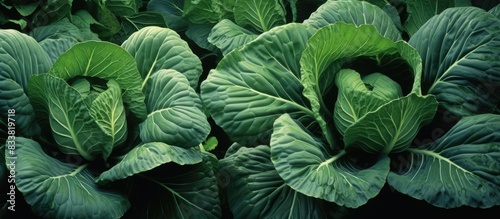 In tropical regions, cabbage plants thrive in soil, often used for agriculture in the region. with copy space image. Place for adding text or design