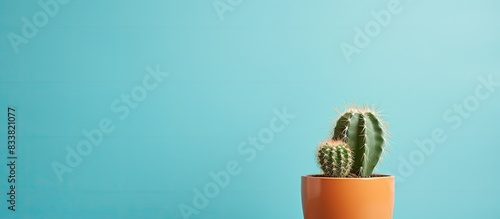 Cactus plant with copy space image.