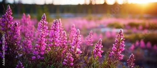 Wild Erica or heath and heather flowers blooming beautifully in the forest, with a stunning background for a copy space image.