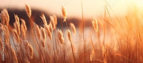 Dry reeds at sunset cast a warm glow in the evening against a backdrop of a serene landscape with a copy space image.