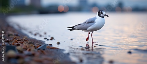 A black-headed gull confidently strolls by the Rhine riverside with a scenic copy space image.