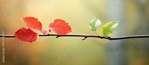 First red leaves on one branch with green leaves, another branch with red leaves below it, in focus, symbolizing the beginning of autumn against a forest backdrop; ideal for a copy space image.