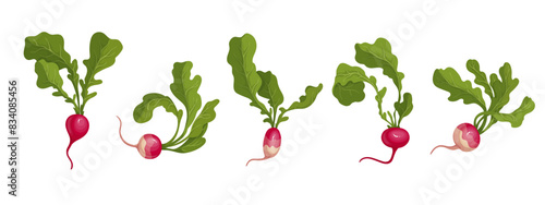 Set of ripe pink radish root vegetables. Vector graphics.
