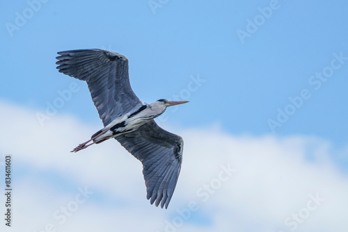 Fliegender Graureiher mit ausgebreiteten Flügeln am Himmel