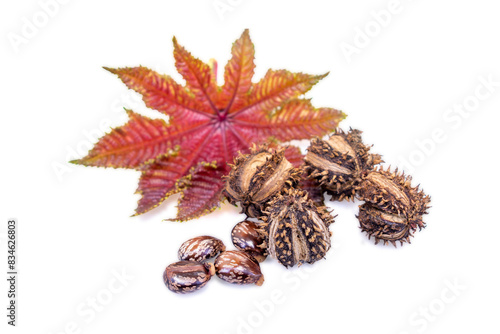 Dry organic castor (ricinus communis) fruits seeds and leaf isolated on a white background.