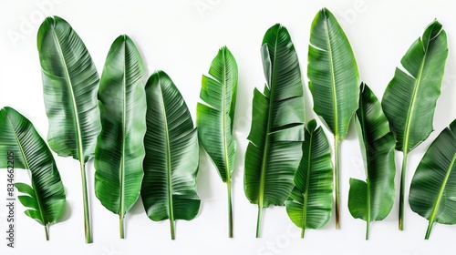 Collection of green banana leaves separated on a white backdrop authentic natural foliage
