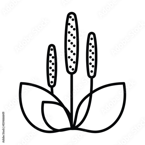 Plantago icon. Healing herb sign. Psyllium husk. Medicinal plant in minimalist style. Editable strokes, thin line, for label, herbal shop, medicine.