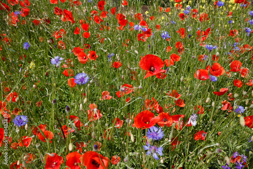 Klatschmohn (Papaver rhoeas) Mohn-Blumenfeld mit vielen roten Blüten 