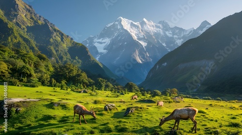 mountain valley with grazing image