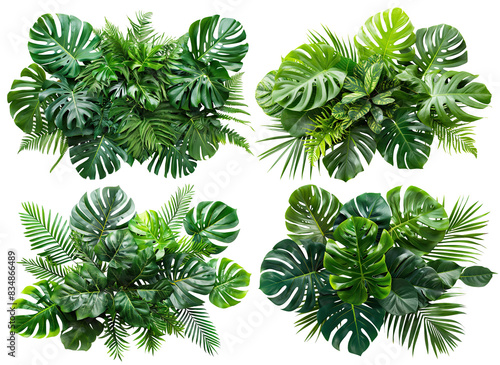 Set of lush green tropical plants bushes (monstera, palm, rubber plant, pine and fern), cut out