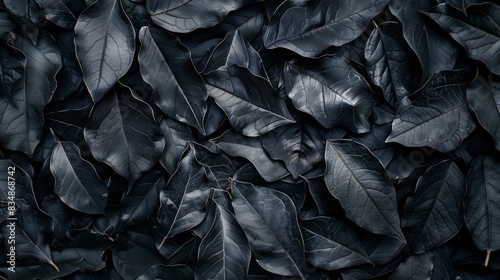 Abstract black leaves texture for tropical backgrounds.