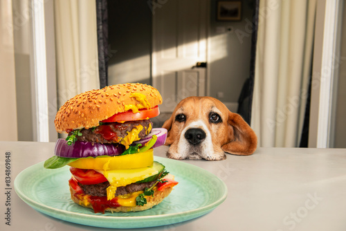 funny face of a dog looks with adoration at a big burger on the table