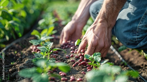 Planting beans manually in the garden in spring