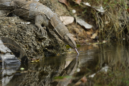 Monitor lizards are lizards in the genus Varanus, the only extant genus in the family Varanidae. They are native to Africa, Asia, and Oceania.