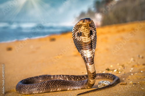 Portrait of beautiful poisonous cobra on the beach