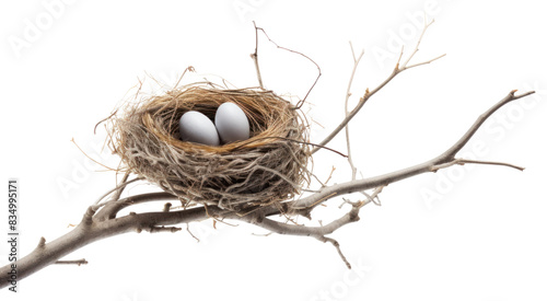 PNG Nest branch tree bird. 