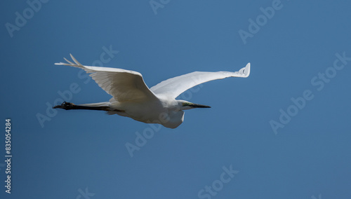 Nahaufnahme eines Silberreiher (Ardea alba) im Flug, Vogel befindet sich im Prachtkleid