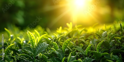 Morning light on green tea plantation with buds and leaves. Concept Nature, Green Tea, Plantation, Morning Light, Buds and Leaves