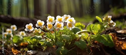 Spring primroses in a forest clearing, some in focus, some out, with copy space image.