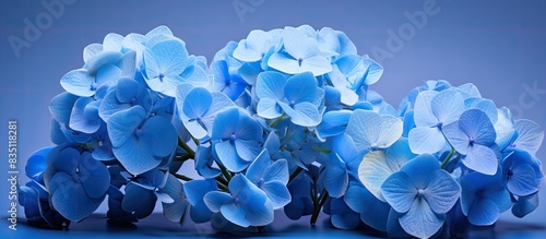 Blue cultivar of the Hydrangea macrophylla, also known as Kembang Bokor or Hortensia flower, with a copy space image available.