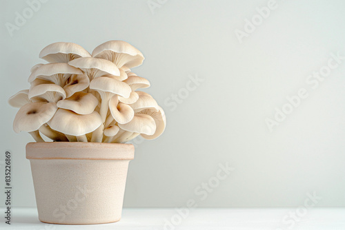 royal oyster mushrooms grown in a pot on a light background. Growing mushrooms at home