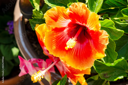 A potted hibiscus adds brilliant color to a Wisconsin patio.
