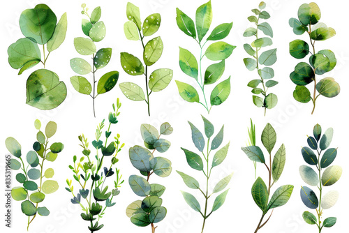 Set, collection of green branches with leaves in watercolor style